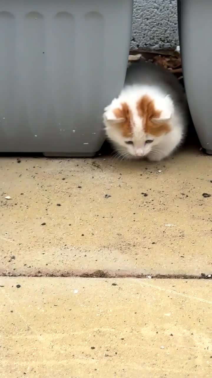 Mixed Breed cats for sale: Kitten for sale  in Nelson - Video 1