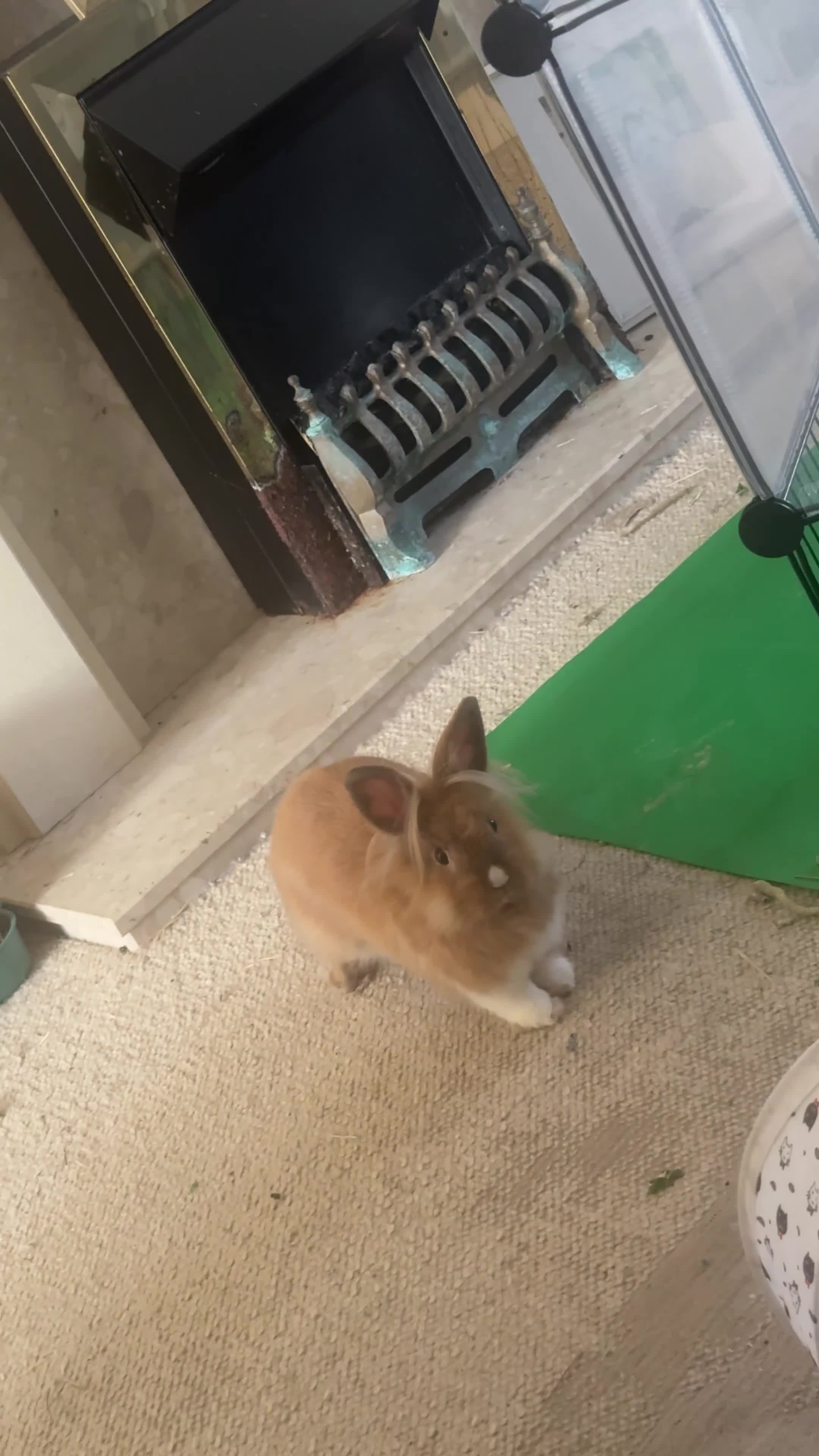 Mixed Breed rabbits for sale: Lovely 4 month old mini lion lop  - Video 1