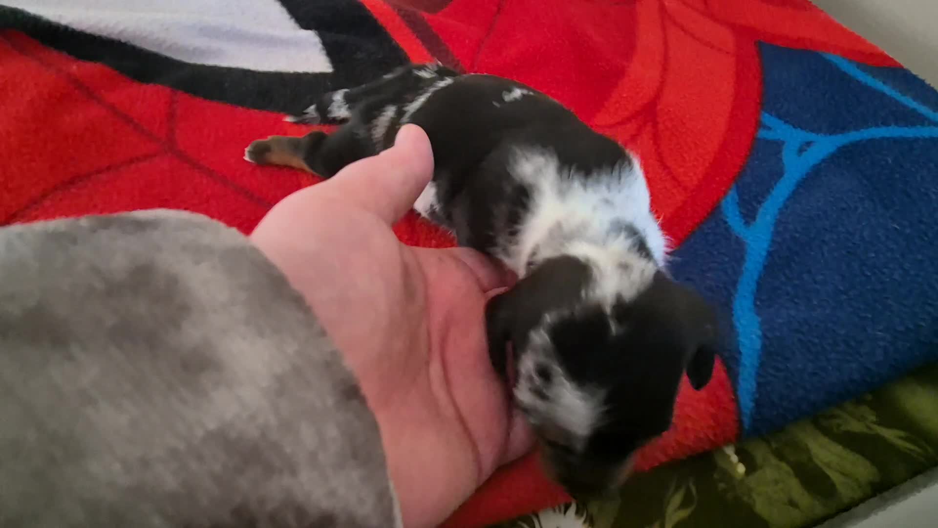 Miniature Dachshund dogs for sale: X3 lovely miniature dachshund pups - Video 3