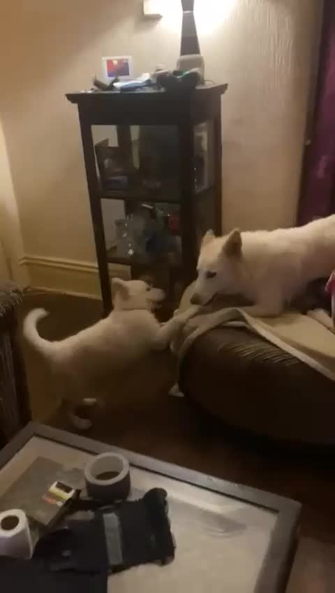 Mixed Breed dogs for sale: Northern Inuit x apricot German Shepherd - Video 2