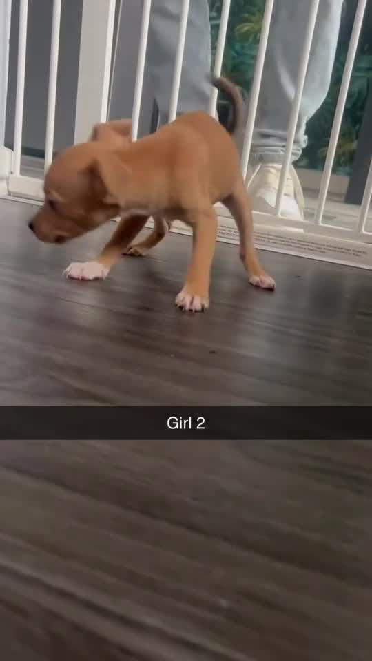 Staffordshire Bull Terrier dogs for sale: 3 staffy puppies  - Video 1