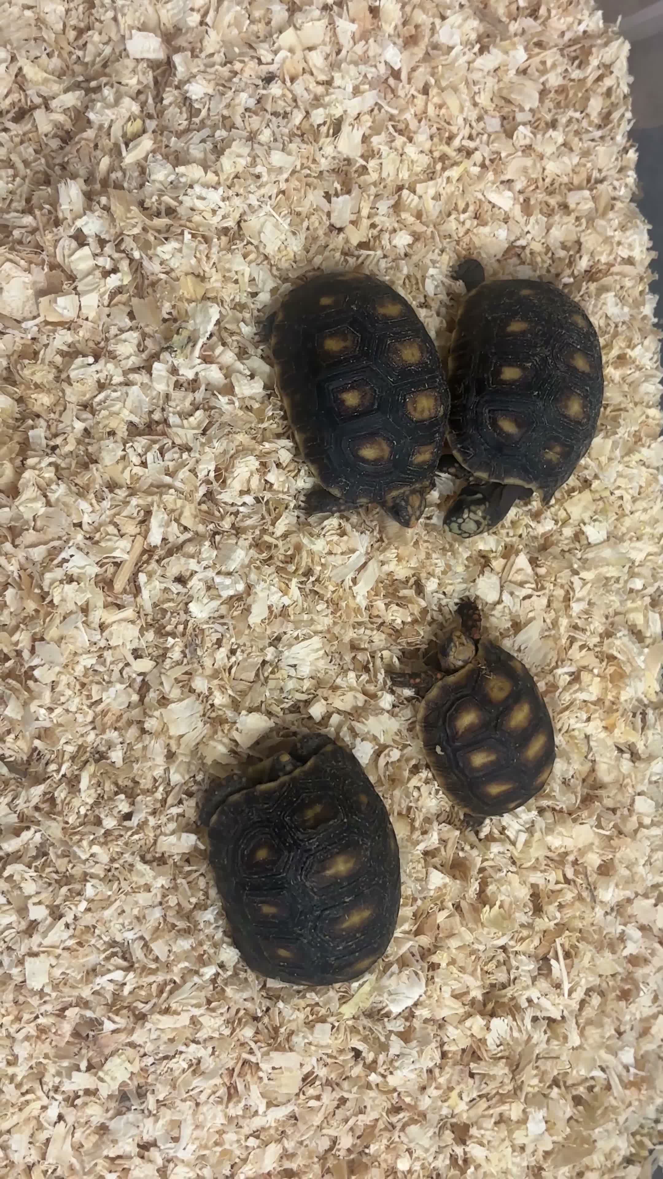 Tortoise reptiles for sale: Baby Red Foot Hatchlings - Video 1