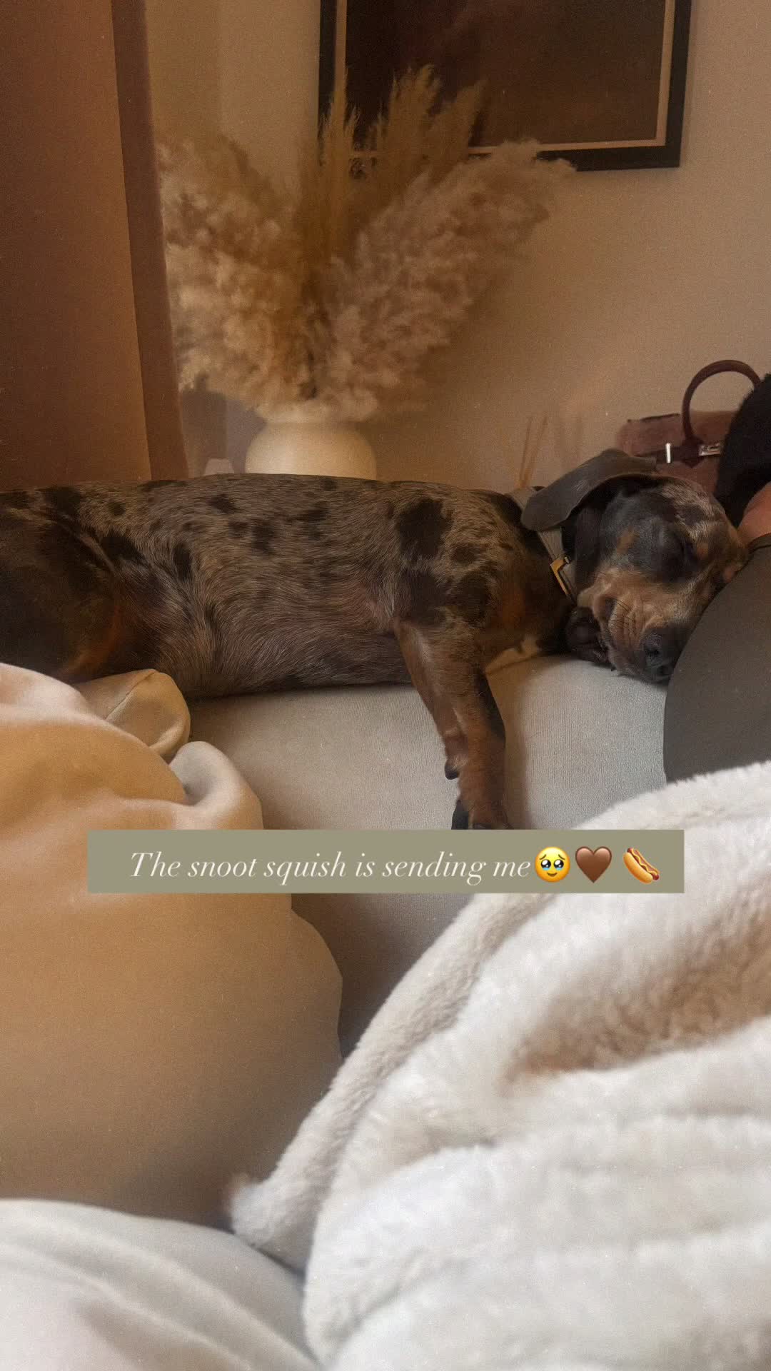 Dachshund dogs for sale: Merle Dachshund in Leek - Video 1