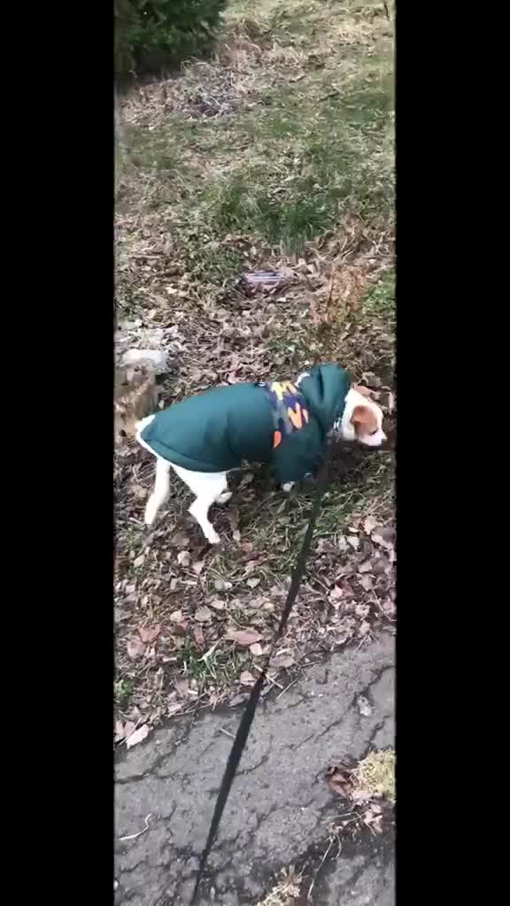 Mixed Breed dogs for adoption: 💙🐶 ZAHAR 🐶💙 - Video 3