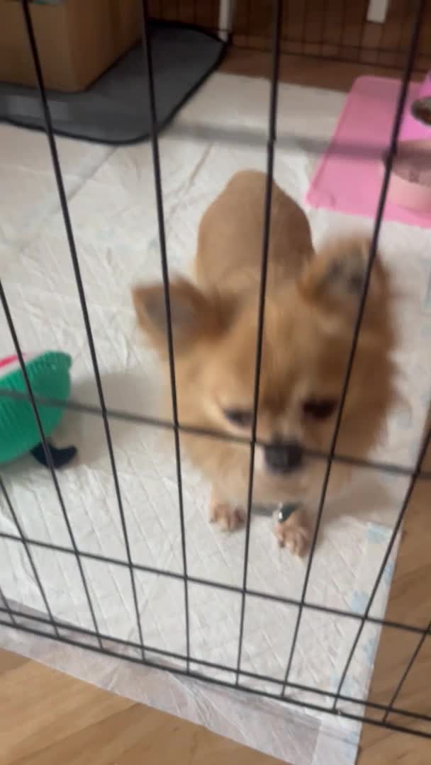Chihuahua dogs for stud: *** STUD ONLY *** in Bury Saint Edmunds - Video 1