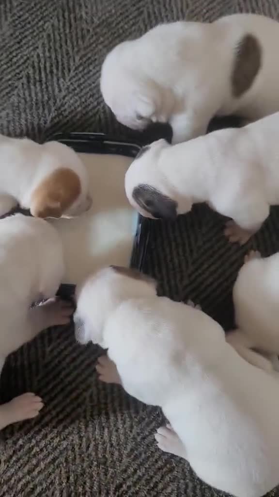 American Bulldog dogs for sale: American bulldogs  - Video 1