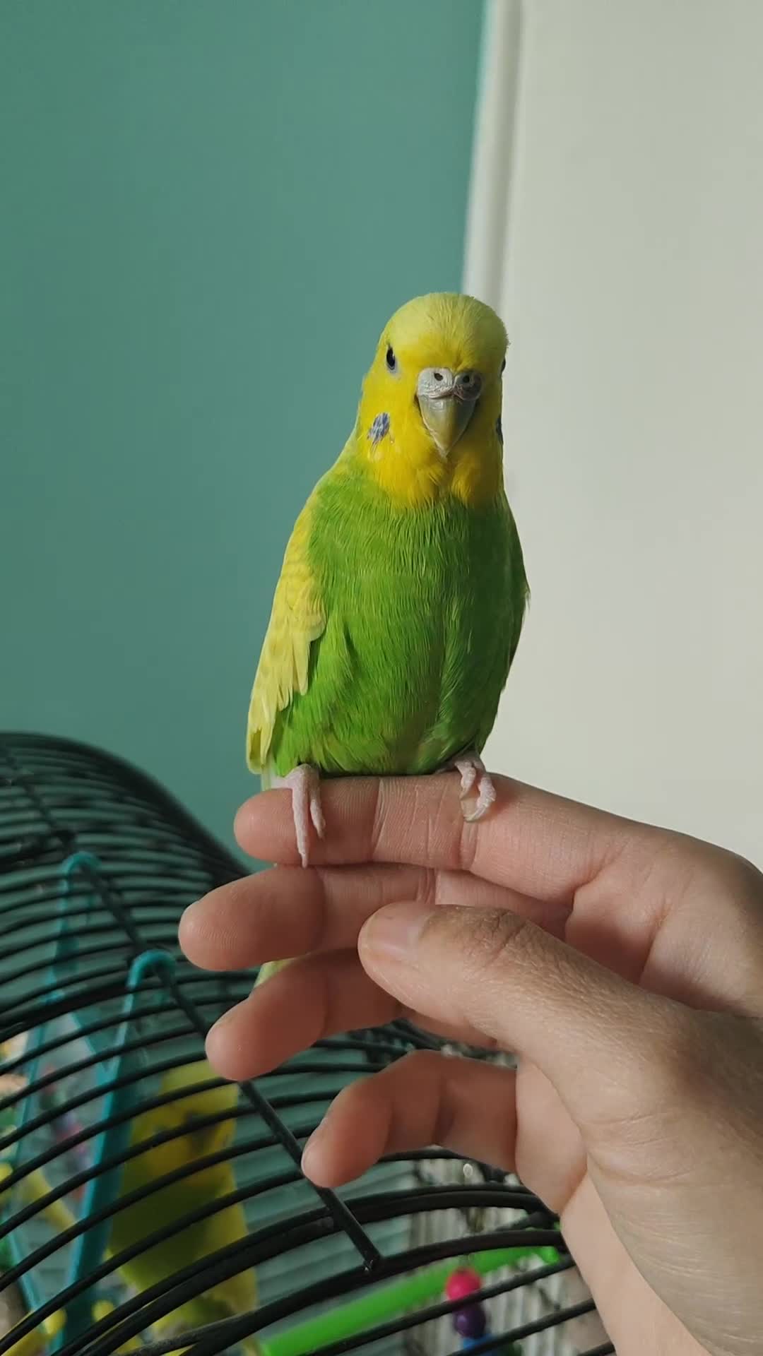 Budgerigars birds for sale: Budgies  - Video 1