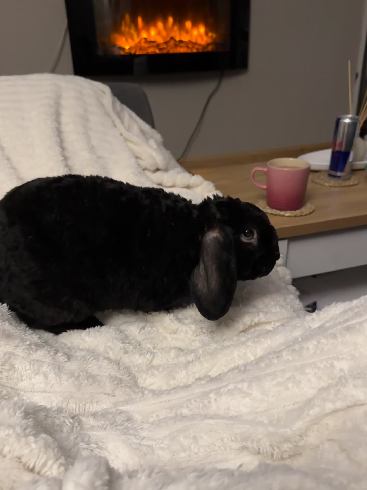 Mini Lop rabbits for sale: Male rabbit in Blakeney - Video 2