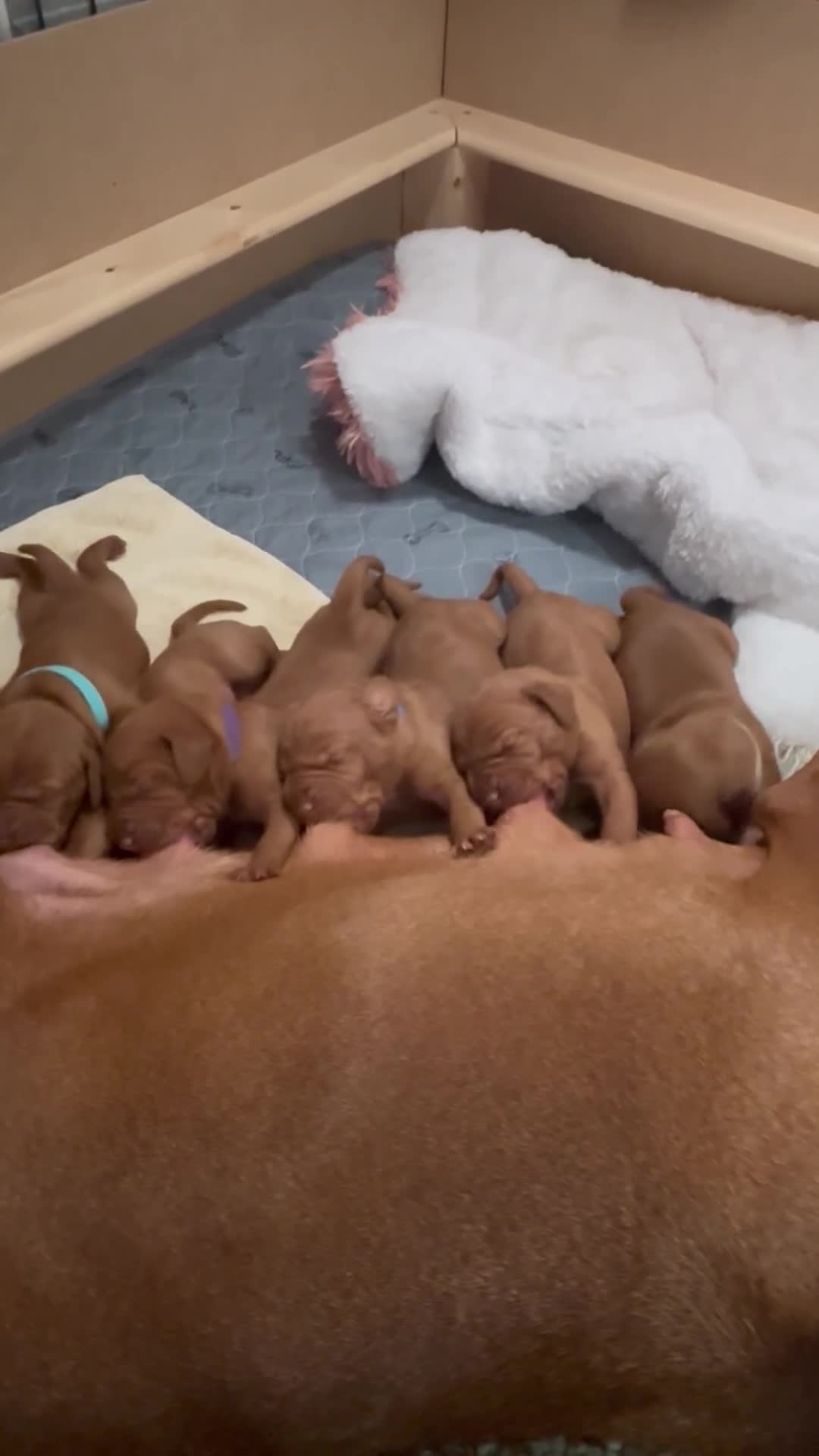 Hungarian Vizsla dogs for sale: Beautiful KC reg Vizsla pups - champion bloodline - Video 4