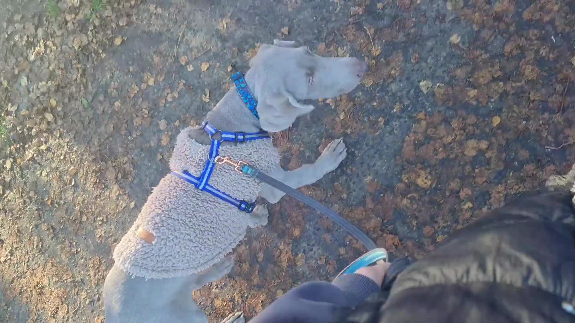 Weimaraner dogs for sale: Weimaraner boy hand picked and trained  - Video 1