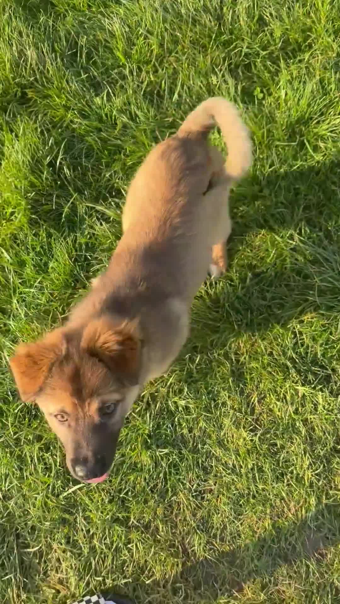 Mixed Breed dogs for sale: German Shepherd / Sharpei  in Exmouth - Video 1