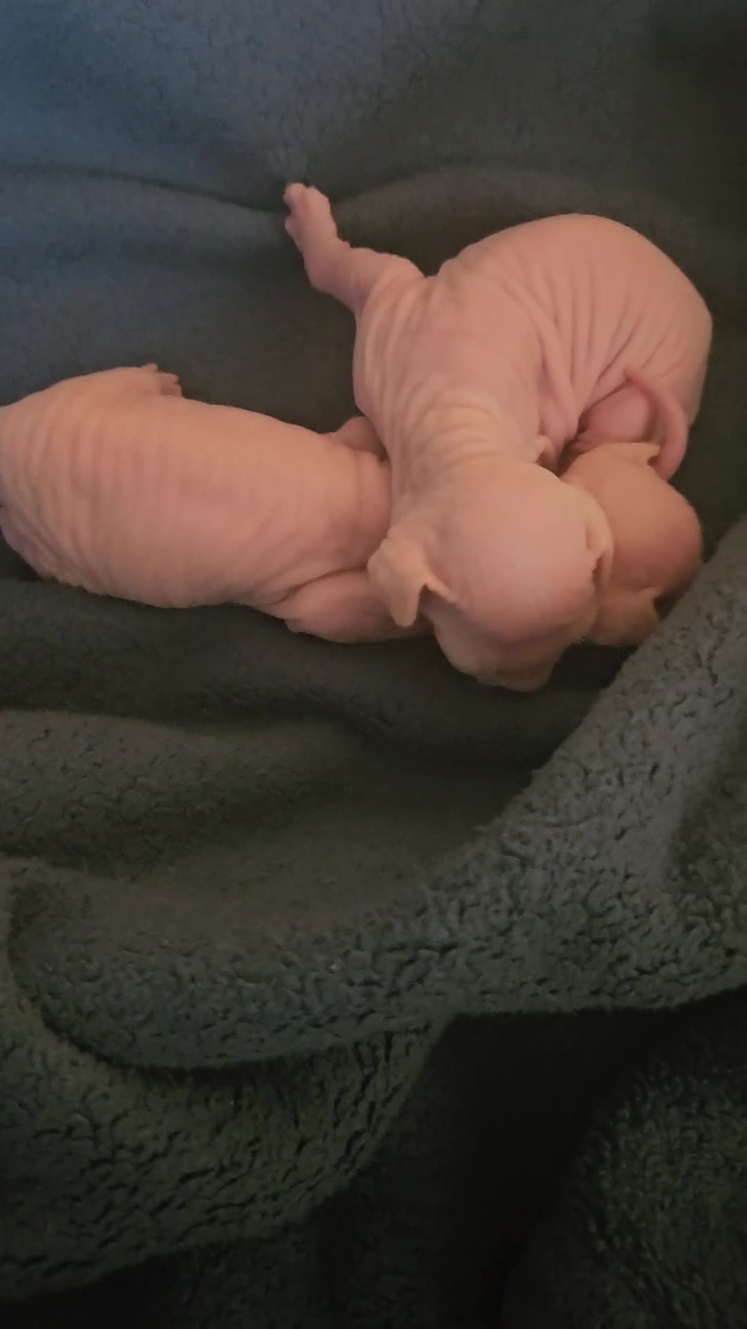 Sphynx cats for sale: Sphynx naked and coated  - Video 1