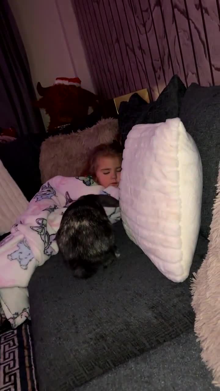 Mixed Breed rabbits for sale: Male grey rabbit  - Video 1