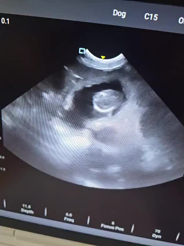 Labrador Retriever dogs for sale: Waiting list for February 24th fox red labs  - Video 2