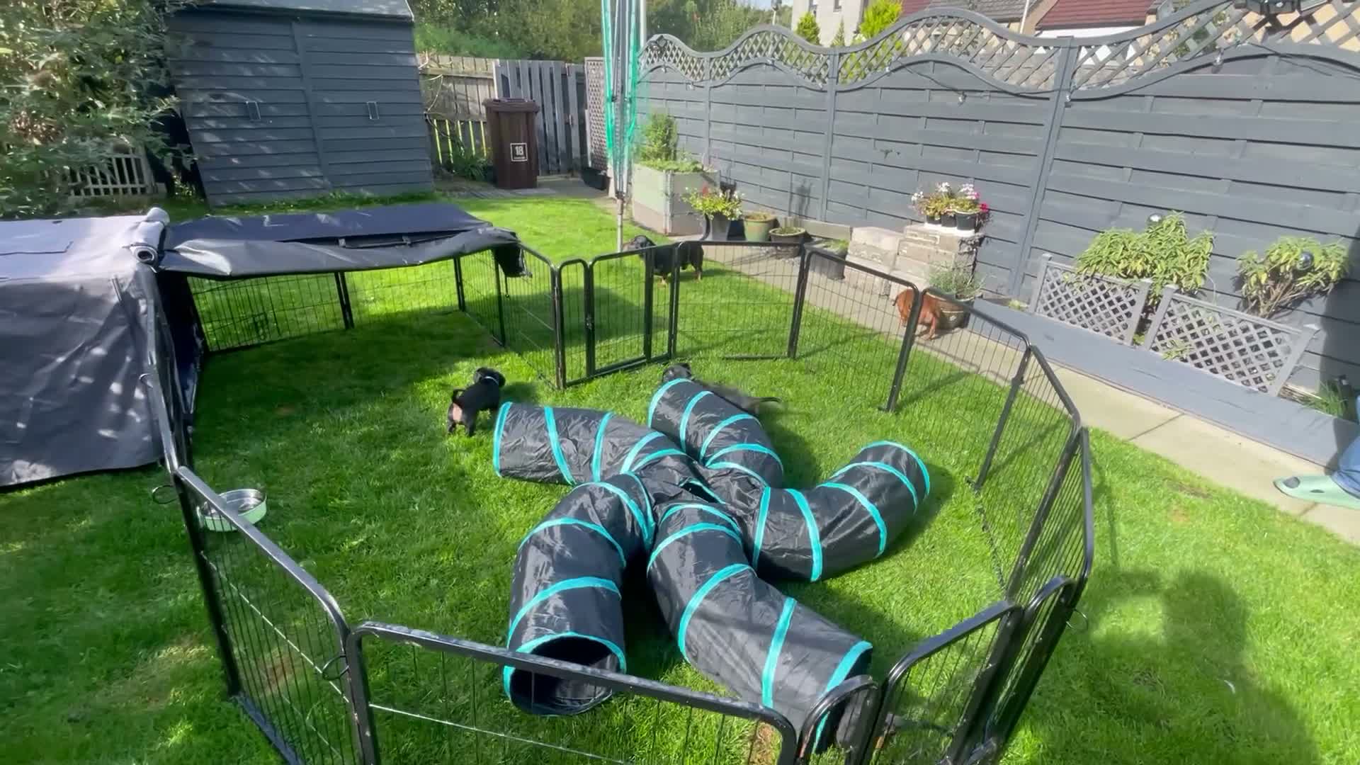 Miniature Dachshund dogs for sale: Miniature Dachshund KC Registered Puppies  - Video 3