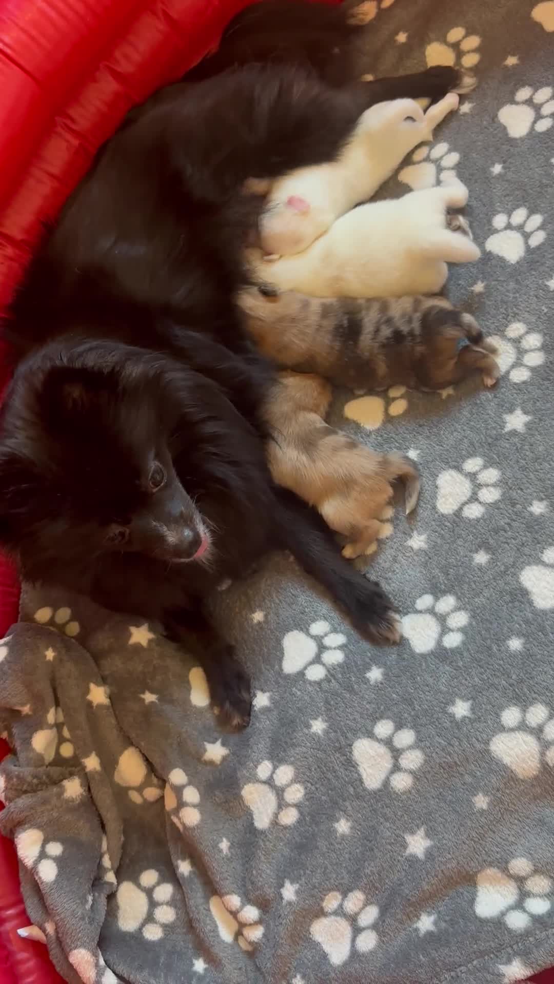 Pomeranian dogs for sale: Beautiful Pomeranian Puppies🩷 - Video 1