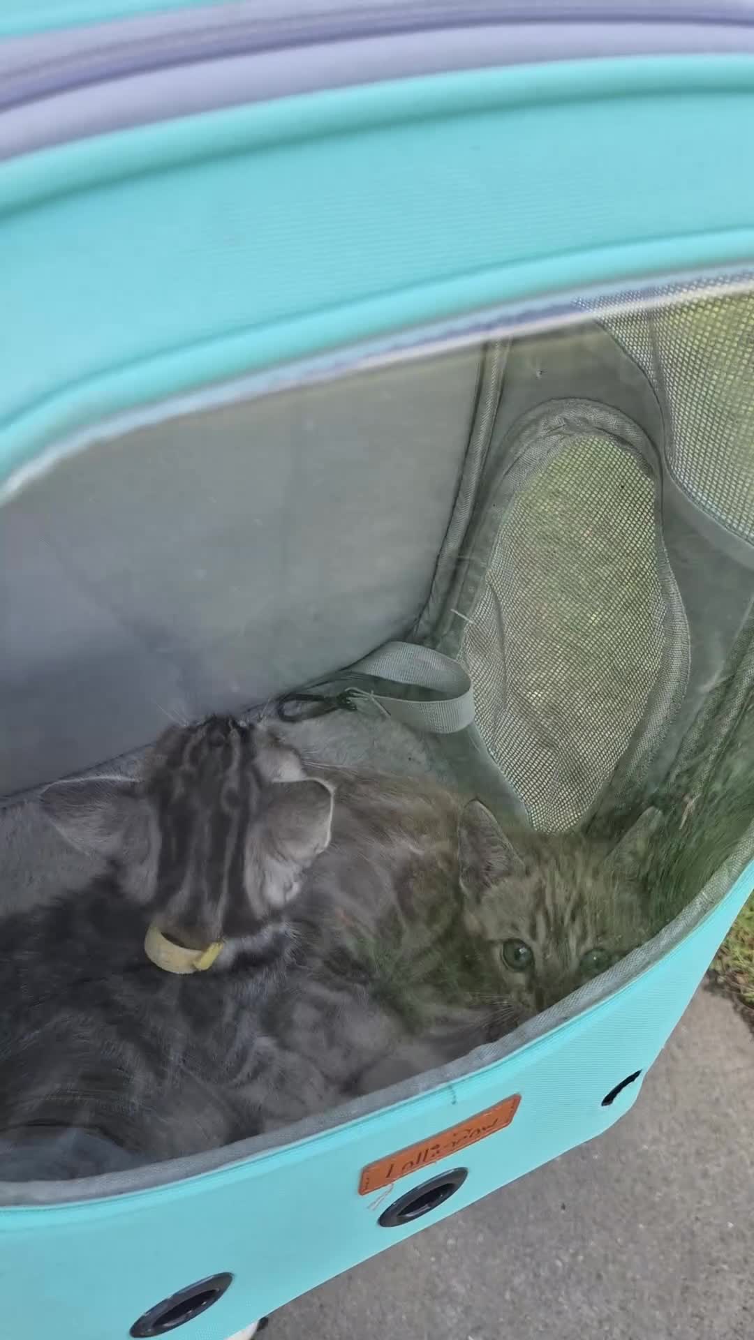 Bengal cats for sale: TICA large/clouded rosettes snow bengal kittens  - Video 1
