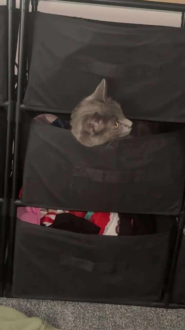 Domestic Shorthair cats for sale: Aurora blue domestic short hair  - Video 1