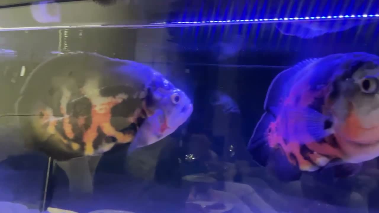 Cichlids fish for sale: Tiger Oscar  - Video 2