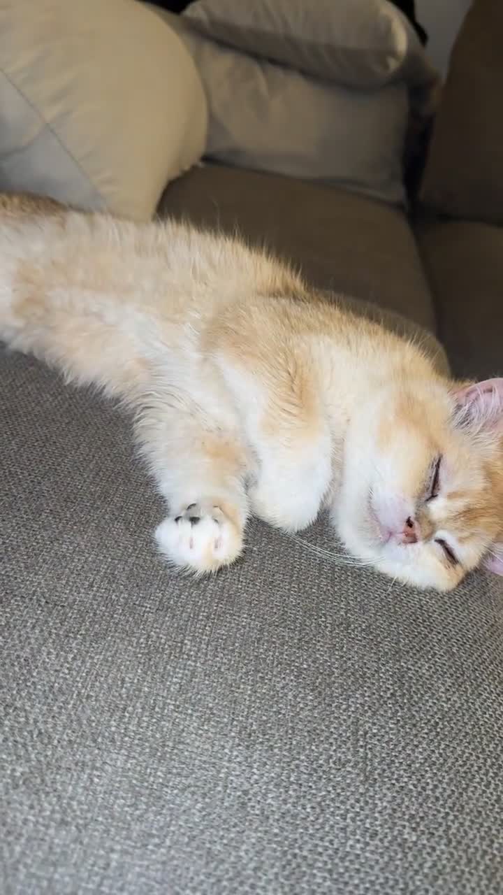 British Shorthair cats for sale: Simba, beautiful short hair - Video 3