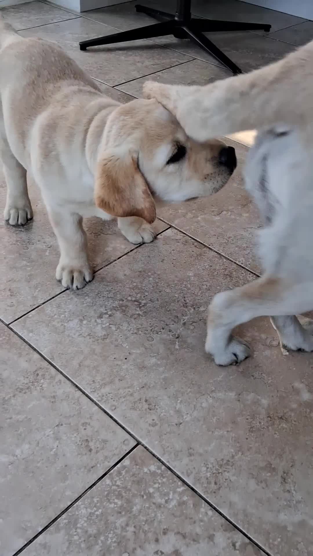 Labrador Retriever dogs for sale: Two handsome boys avaliable now - Video 2