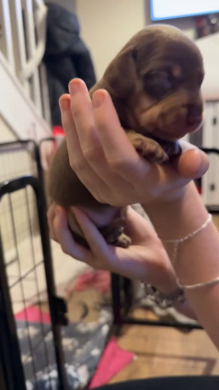 Miniature Dachshund dogs for sale:  Chocolate miniature dachshund  - Video 3