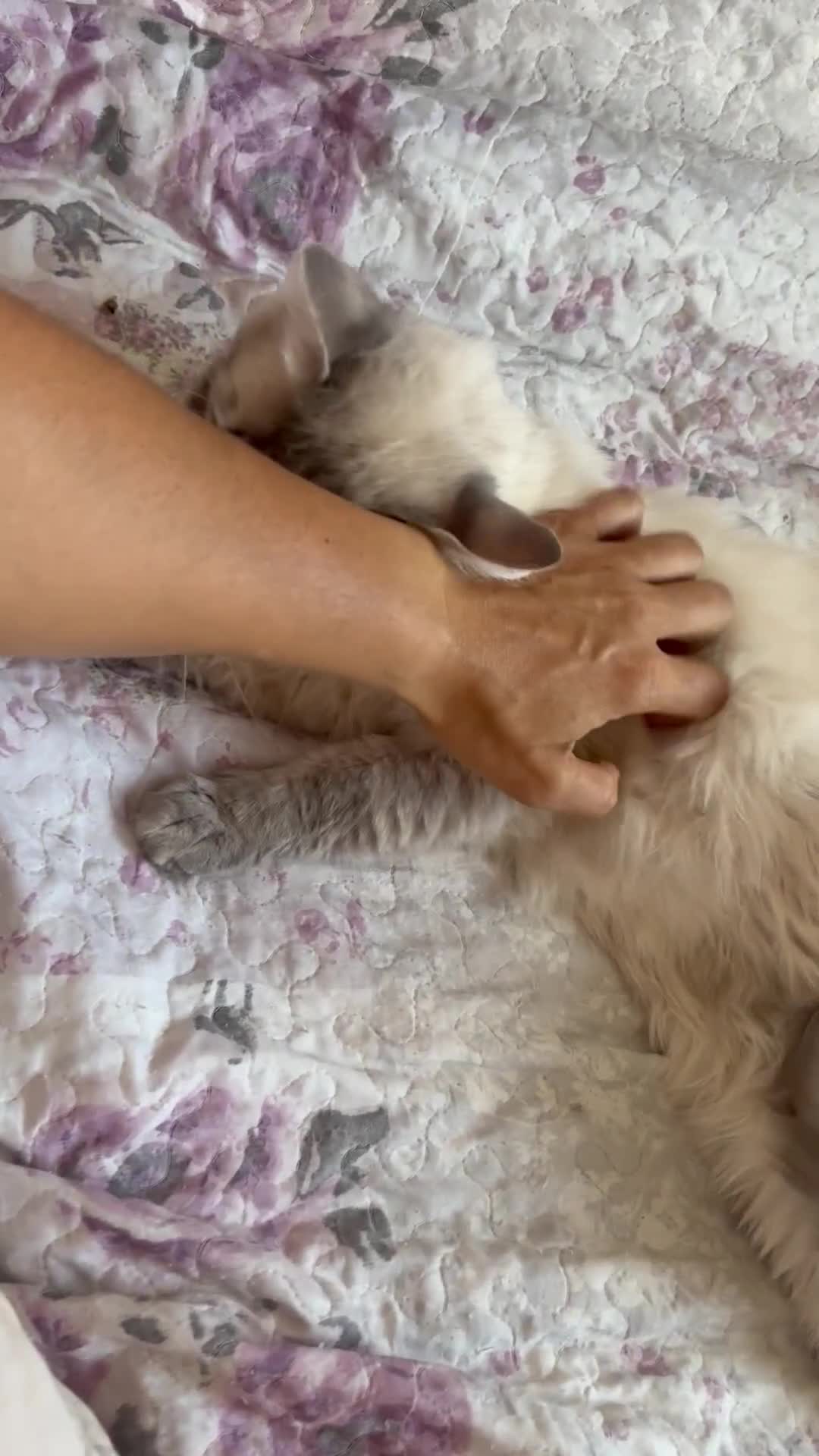 Ragdoll cats for sale: Rehoming this handsome Ragdoll male cross tabby - Video 3