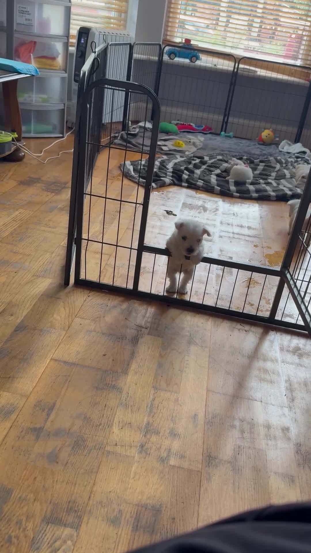 West Highland Terrier dogs for sale: Stunning Hand-Reared Westies – 4 Beautiful Boys - Video 2