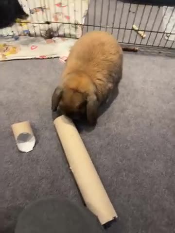 Mini Lop rabbits for sale: Mixed breed female and mini lip male - Video 1