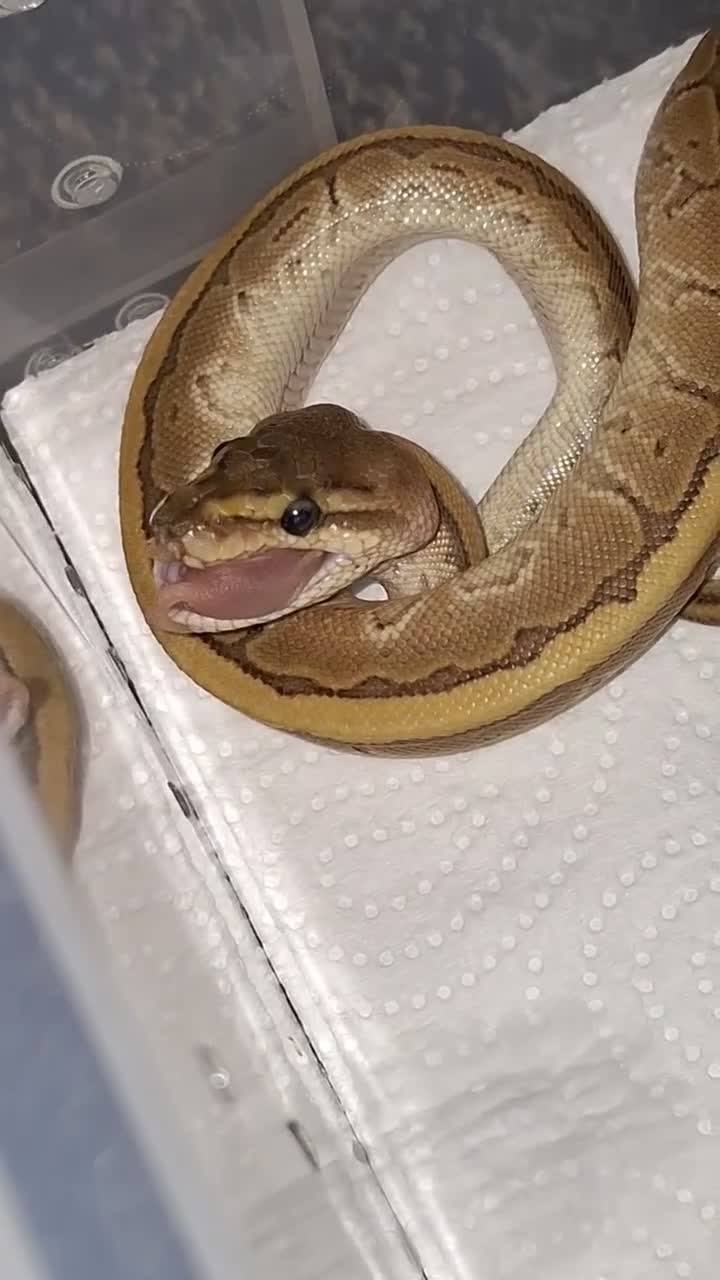 Python Snake reptiles for sale: Baby pinstrip  - Video 1