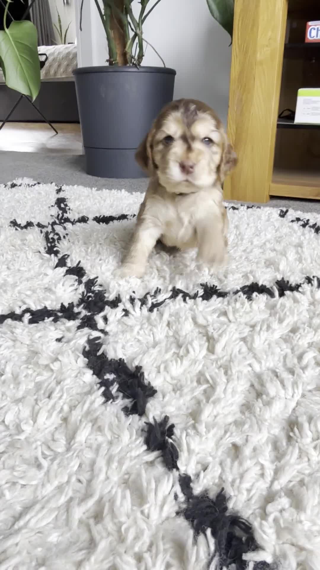 Cocker Spaniel dogs for sale: Cocker Spaniel Pups, KC, Health Tested, Champ Line - Video 3