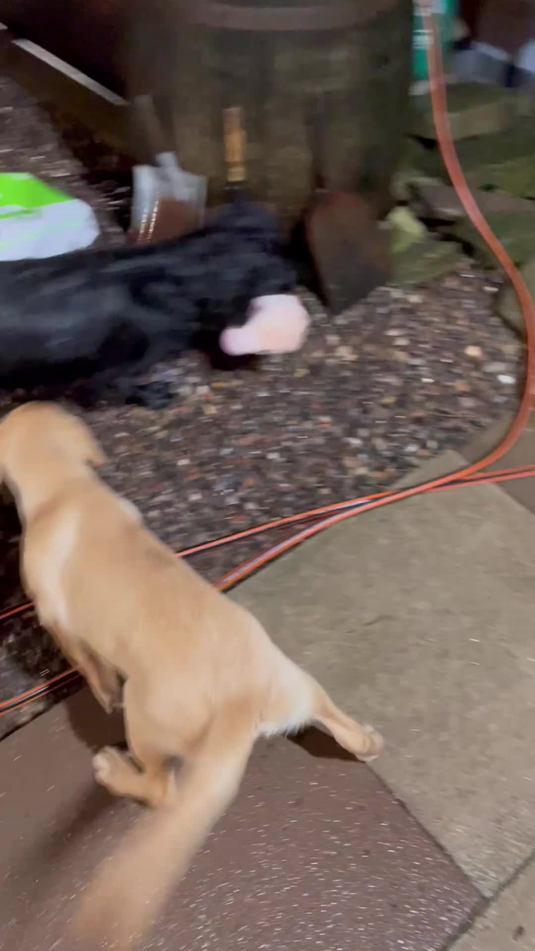 Labrador Retriever dogs for sale: 12 week old KC reg  lab bitch health tested  - Video 1