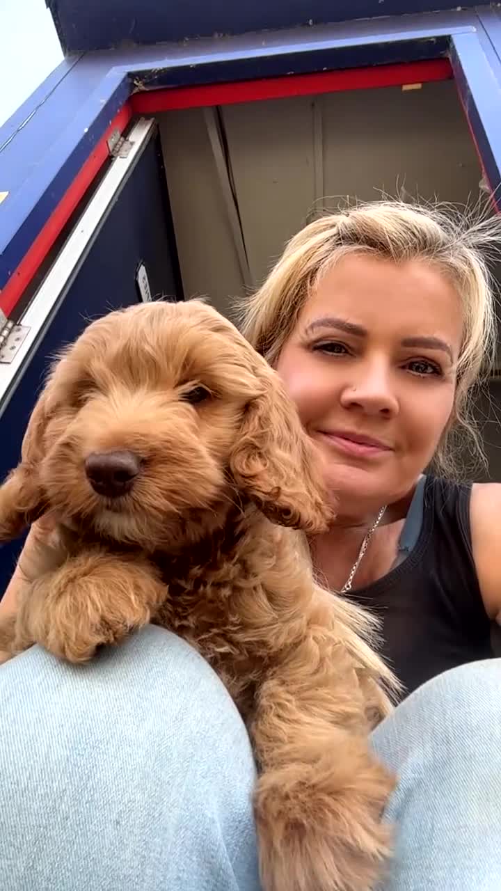 Cockapoo dogs for sale: Teddybears - Video 2