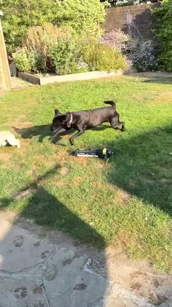Mixed Breed dogs for adoption: 💙🐶 BEAR – LOVING, FUNNY, CLEVER in Petersfield - Video 3