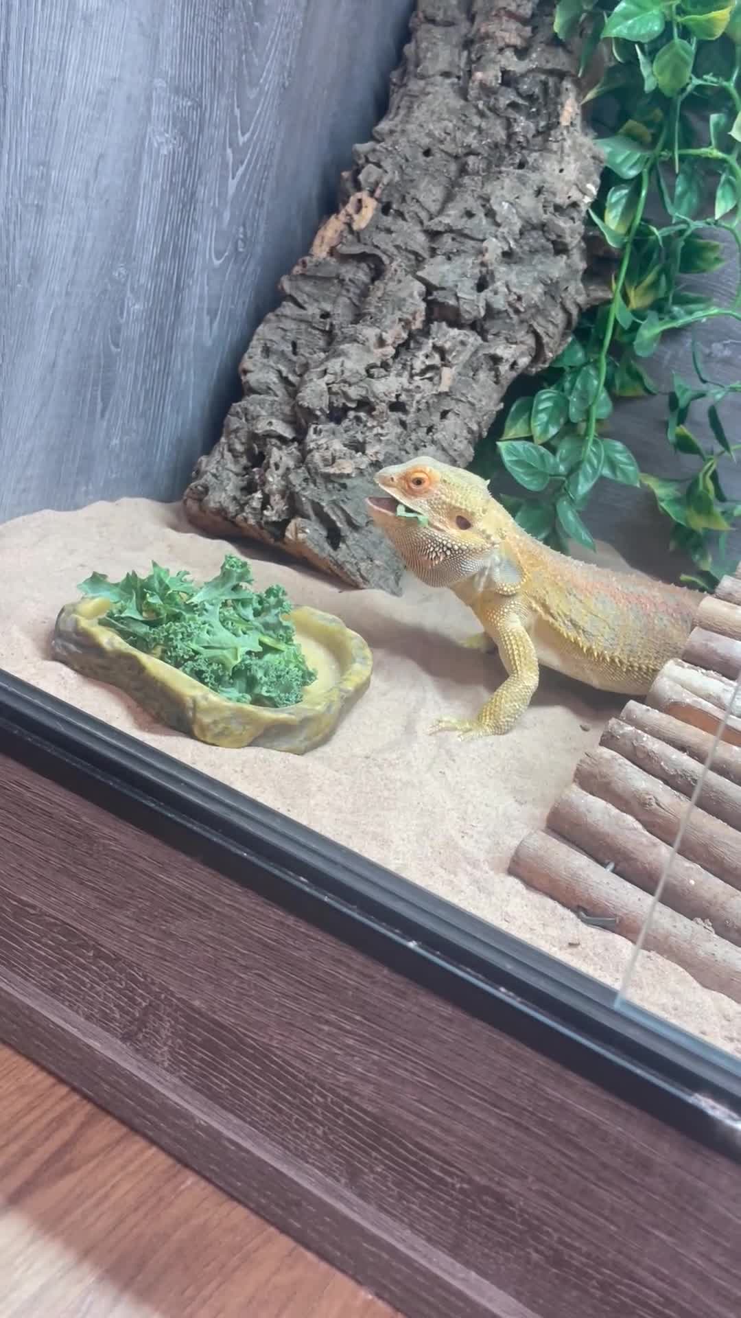 Bearded Dragon reptiles for sale: Male Bearded Deagon and full set up. - Video 1