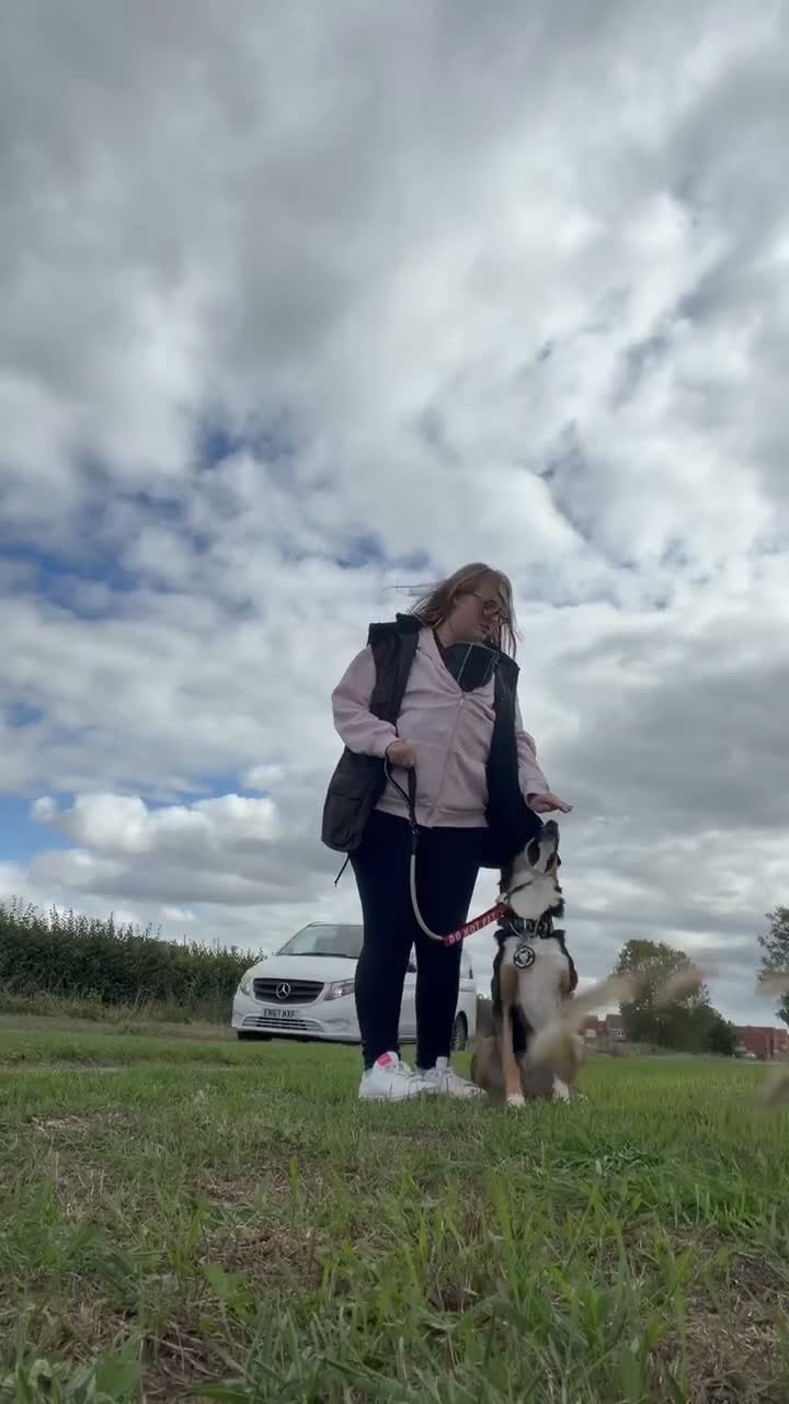 Border Collie dogs for stud: Border collie stud  - Video 1