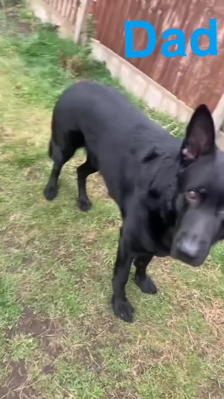 German Shepherd dogs for sale: Working german shepherd puppies available! - Video 1