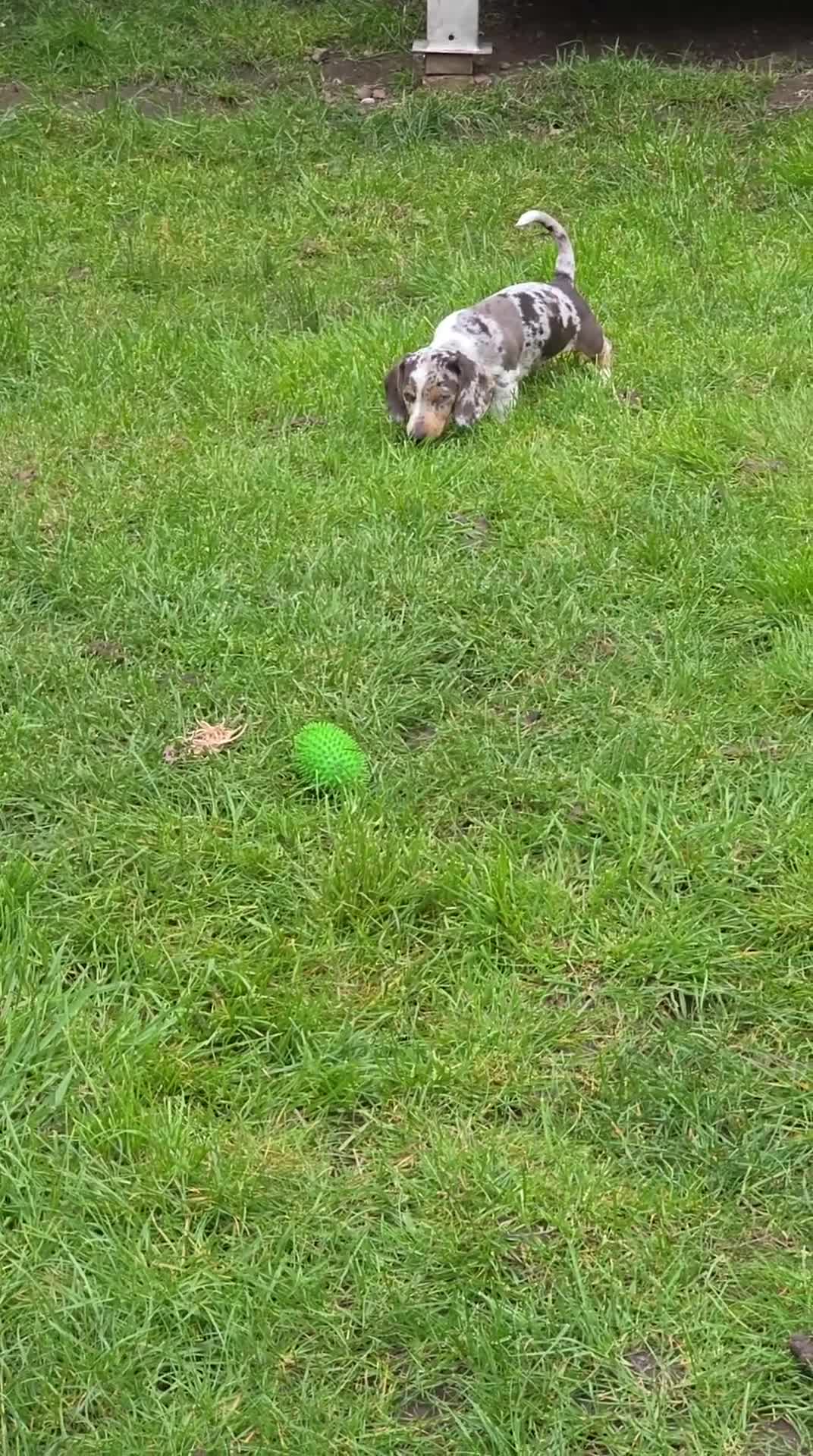 Dachshund dogs for sale: Standard KC Dachshunds  - Video 2