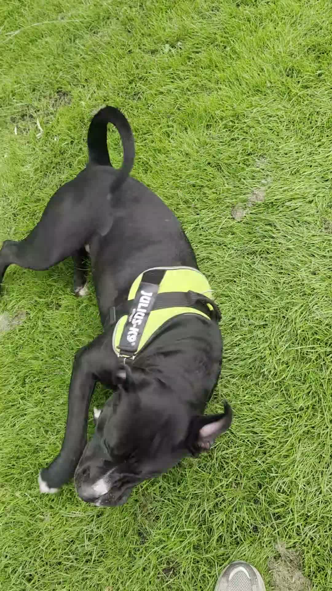 Mixed Breed dogs for sale: Gorgeous 18 month old milo  in Liverpool - Video 1