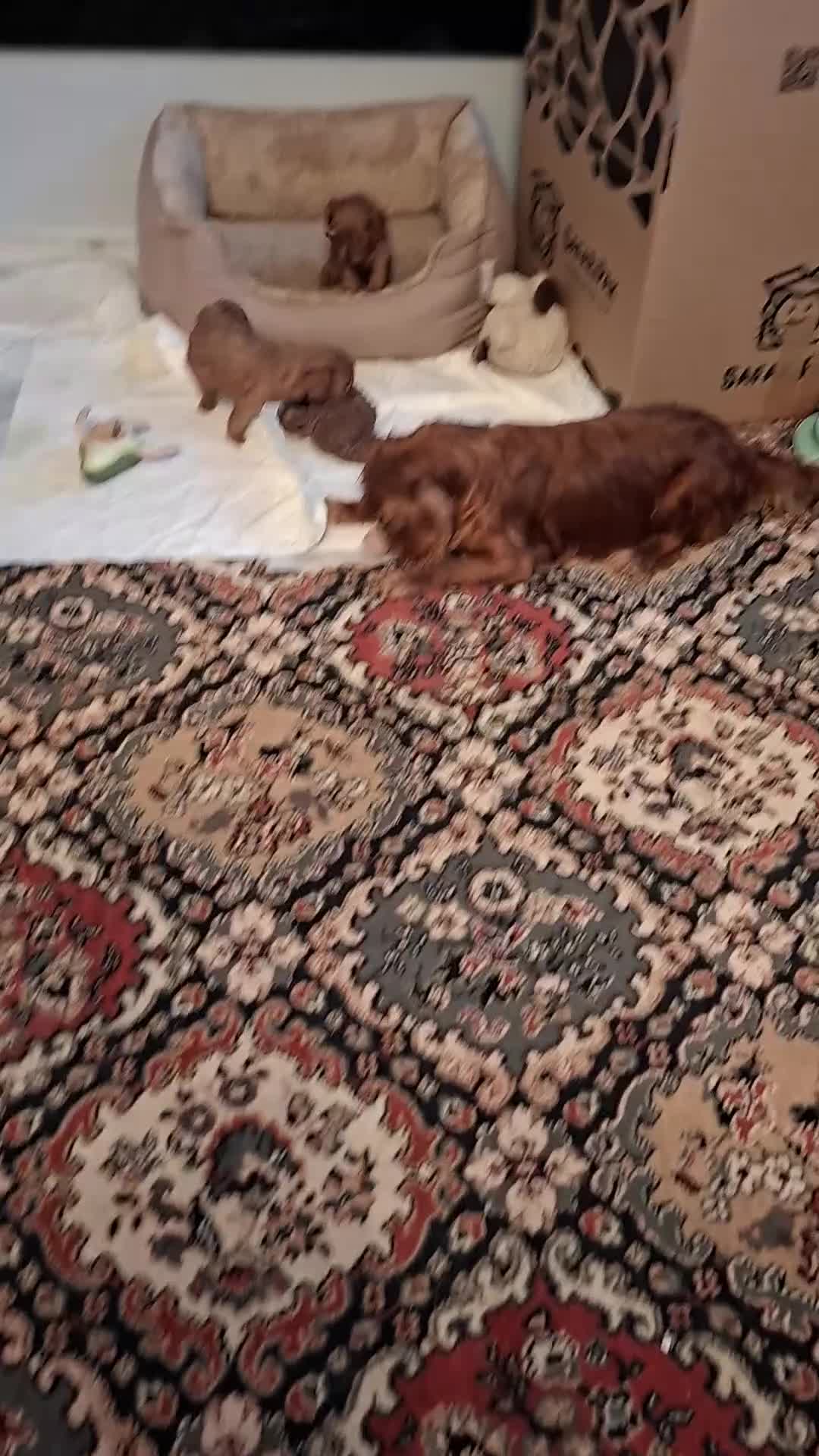 Cavapoo dogs for sale: Health tested fully vaccinated toy Cavapoo - Video 3