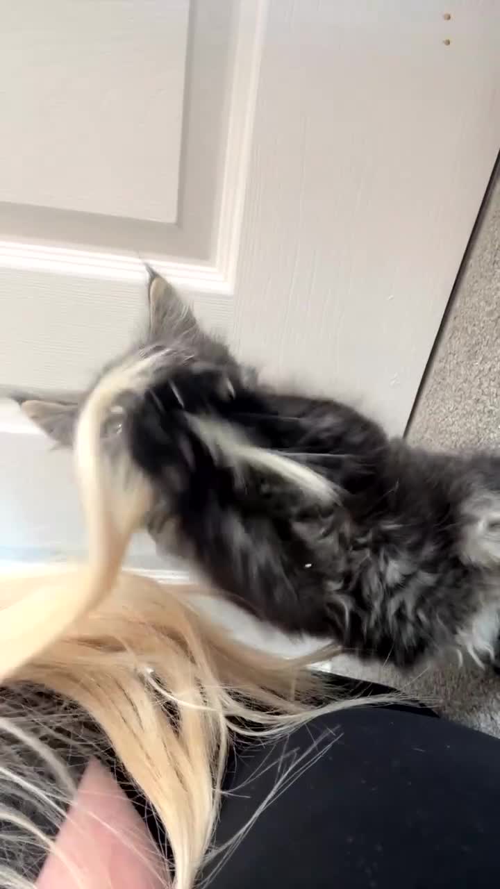 Mixed Breed cats for sale: Kittens  - Video 1