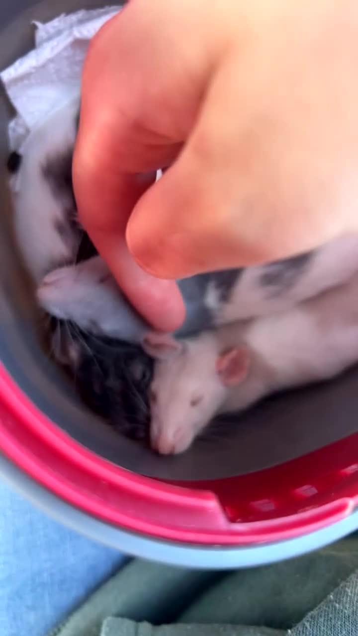 Rat rodents for sale: 3 male rats looking for a loving new home - Video 1