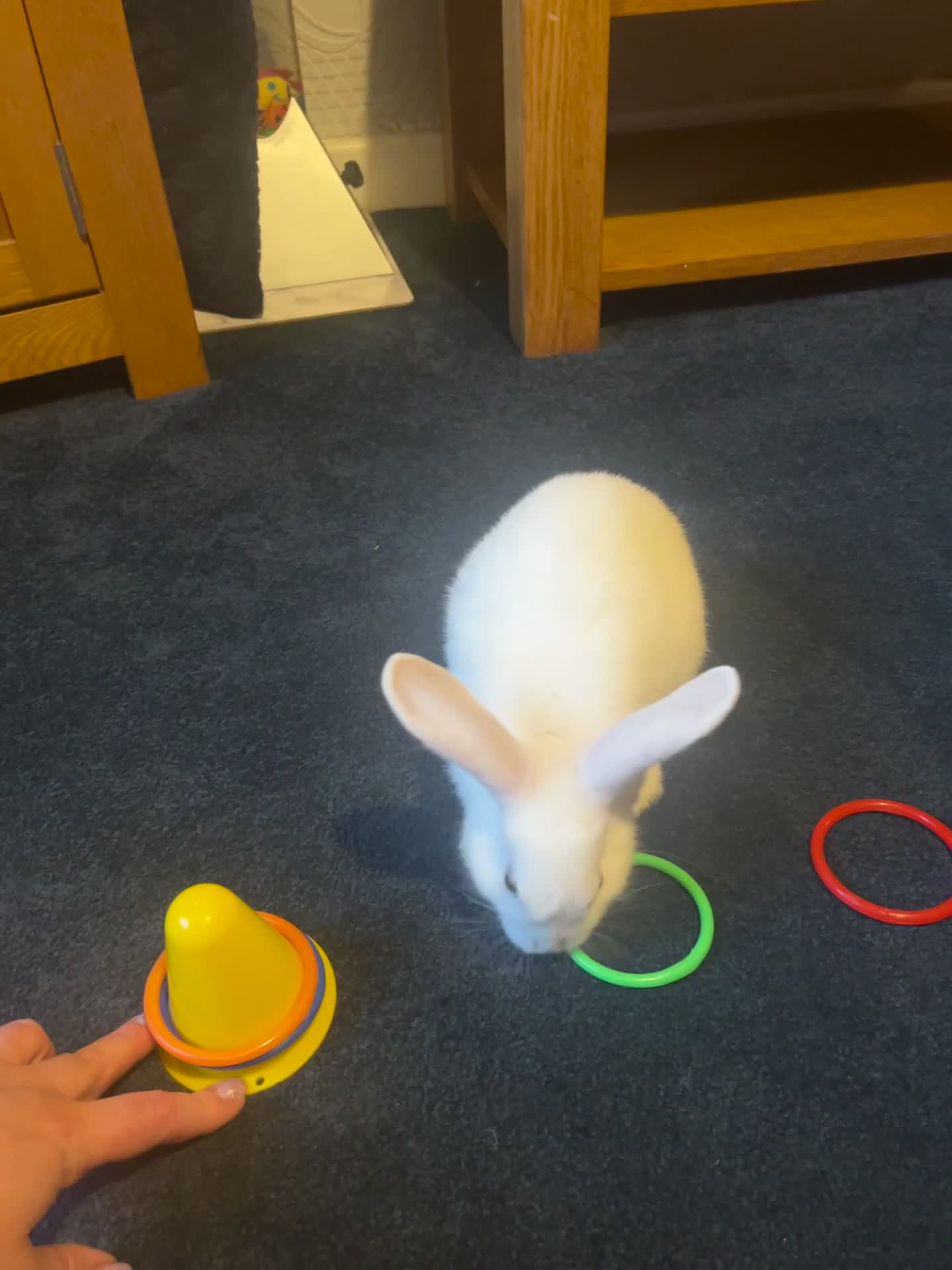 Mixed Breed rabbits for sale: 2 brothers, rabbits for sale  in Sandbach - Video 2