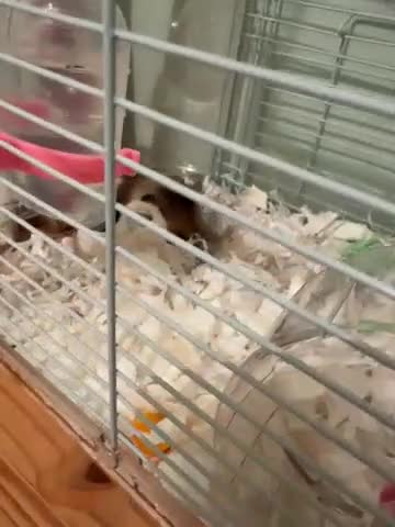 Hamster rodents for sale: Gorgeous Syrian hamsters and mice available  - Video 1