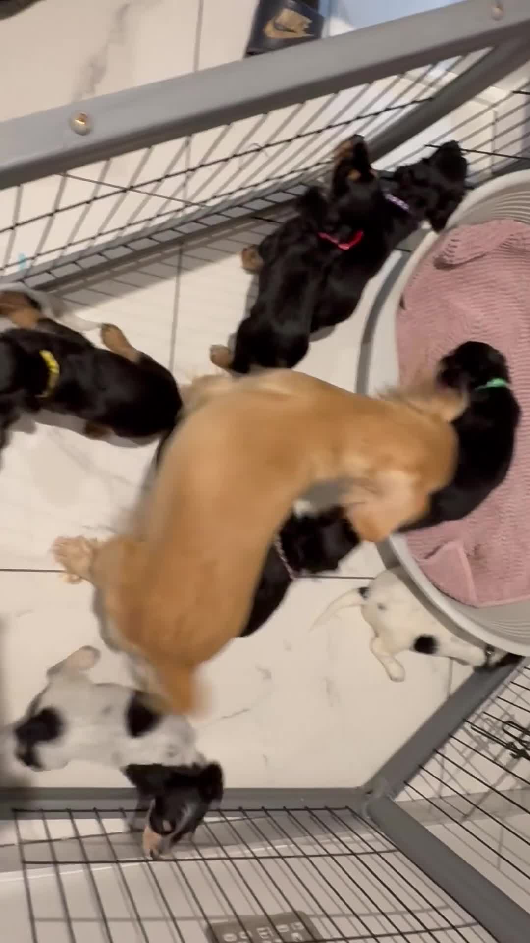 Cocker Spaniel dogs for sale: KC Registered Cocker spaniels  in Godalming - Video 1