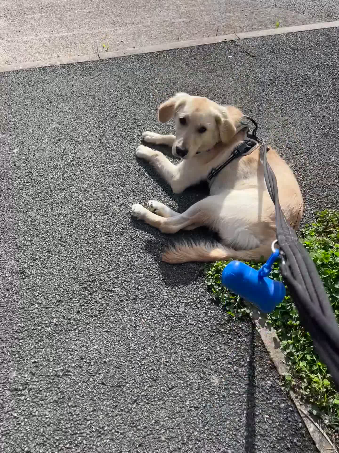 Golden Retriever dogs for sale: 7 month old Puppy looking for a Special Home  - Video 3