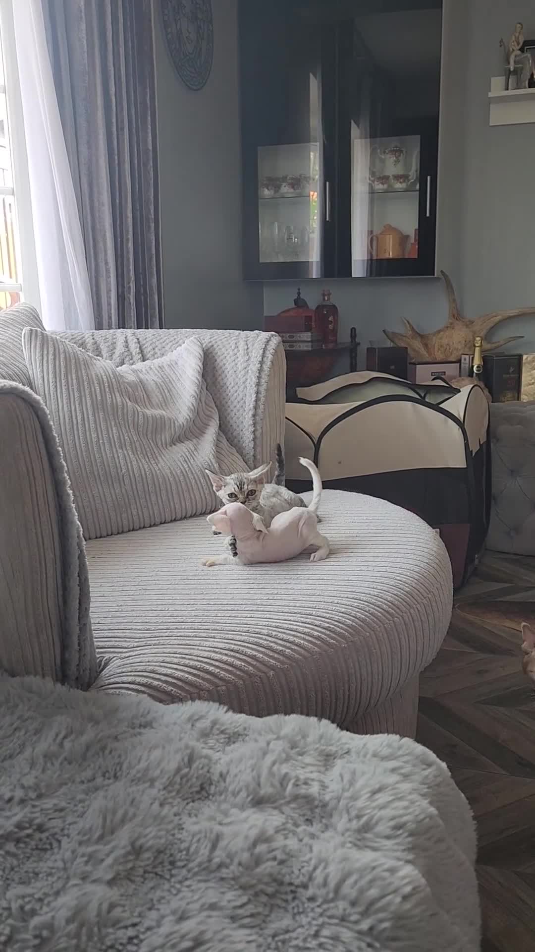 Devon Rex cats for sale: Two Devon Rex kittens for sale!!! - Video 1