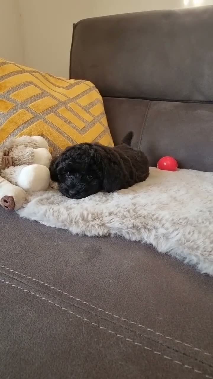 Shihpoo dogs for sale: Gorgeous Little Shihpoo Pups sold Fully Vaccinated - Video 3