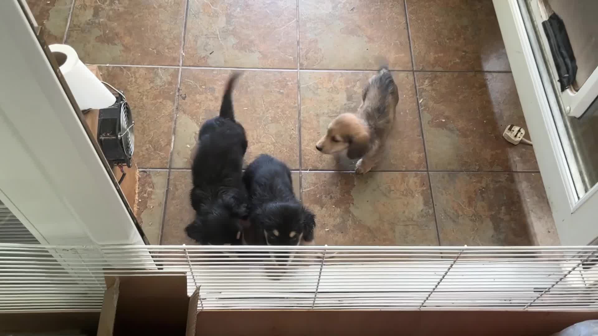 Dachshund dogs for sale: Miniture long haired dushounds puppy’s - Video 1
