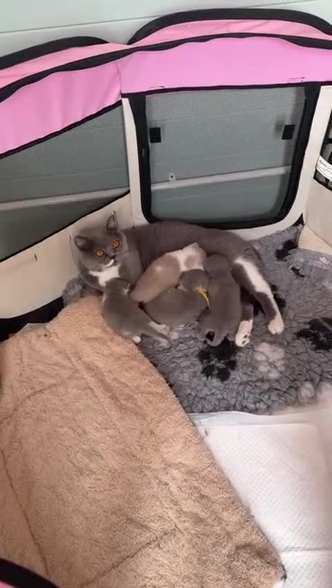 British Shorthair cats for sale: British short hair kittens for sale  - Video 1